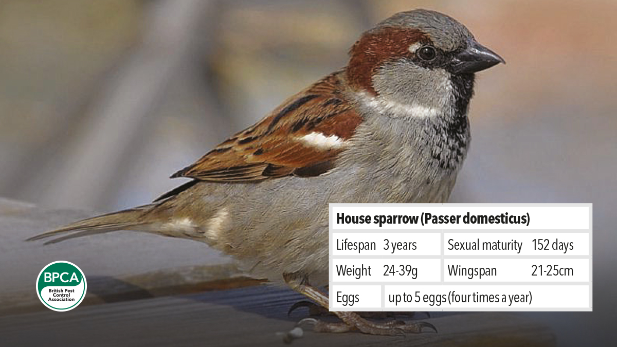 Controling and managing pest House sparrow Passer domesticus